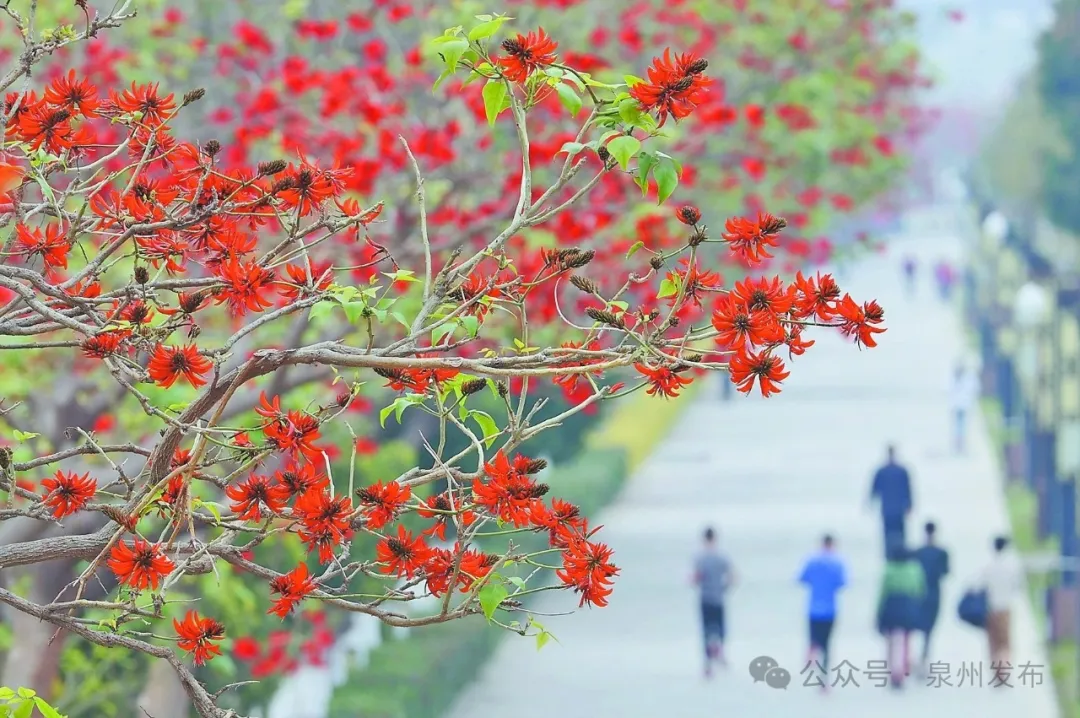 刺桐文脈·最閩南 | 刺桐文脈耀海絲 千古風華最閩南(上) - 臺灣導報-臺灣導報.