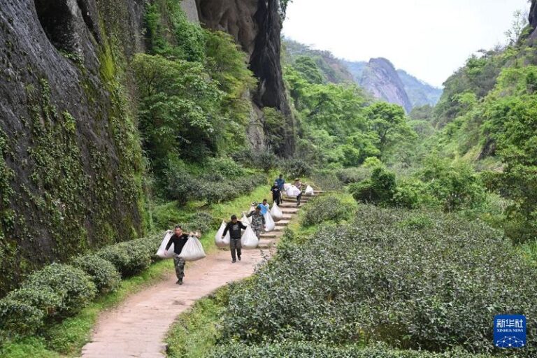 5月7日，在武夷山岩茶核心產區內，工人在挑運茶青。