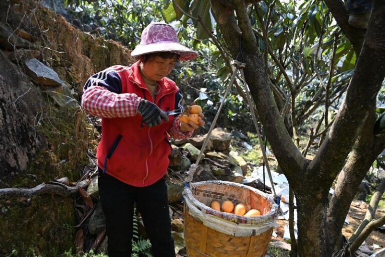 一名果農在莆田市城廂區常太鎮松峰村採摘枇杷。