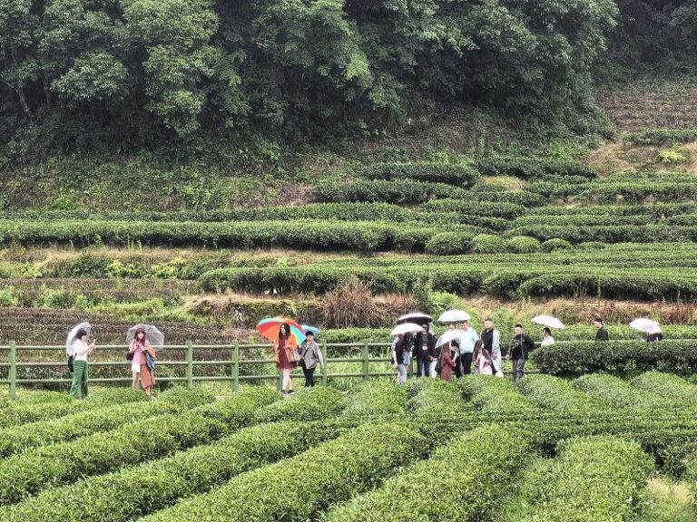 兩岸青年參觀燕子窠綠色生態茶園。（中國台灣網發）