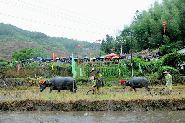犁田比賽(連江水攝)