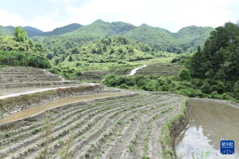 福建上杭縣近年來新整治利用的山壠田。新華社