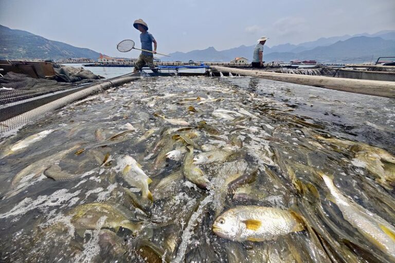 福建寧德，養殖人員正在挑選即將上市銷售的大黃魚。 中新社