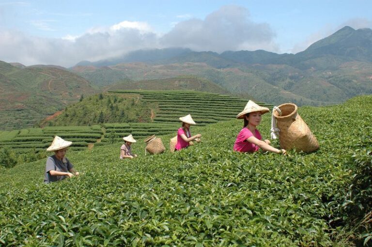 資料圖為茶農正在採摘大田美人茶。 （大田縣茶業發展促進中心 供圖）