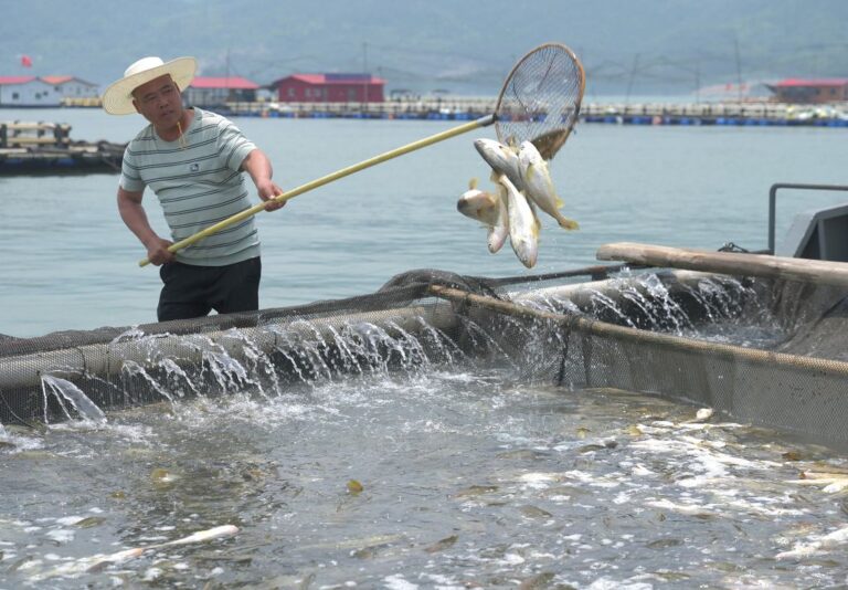 養殖戶在福建寧德三都澳白基灣漁排挑選大黃魚。