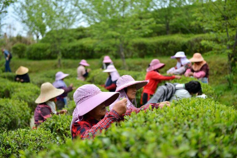 3月26日，2024福州春茶開採節暨春倫「開春採」文化周活動在福建省福州市晉安區宦溪鎮的春倫生態茶園啟動，採茶人正採摘春茶。 中新社