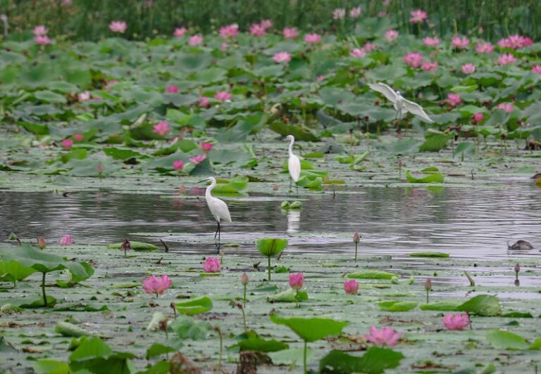 8月14日，3祗今年出生的小白鷺在衡水湖的荷葉上棲息。