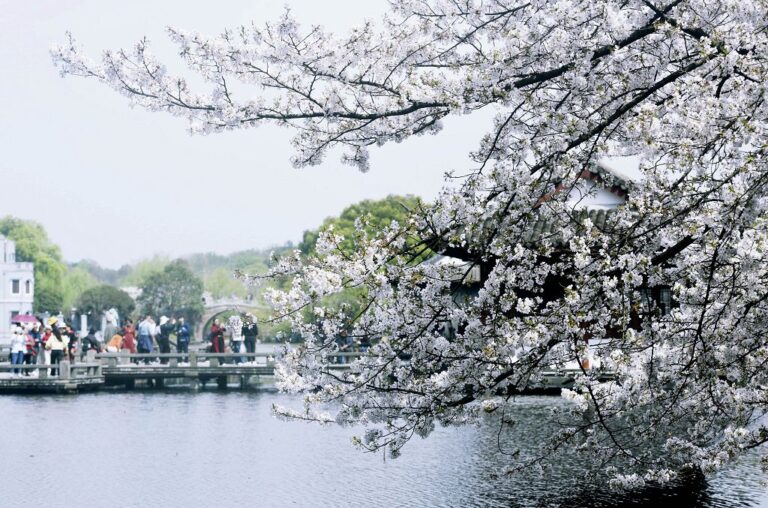 遊客杭州西湖景區賞櫻。