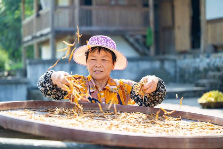 村民在自家院子晾曬黃花菜(賴建明攝)