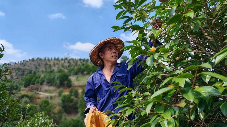 村民陳文墩在採茶籽