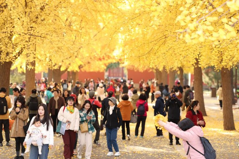 2024年11月，北京中山公園內金黃的銀杏樹吸引市民前往觀賞、拍照。 中新社