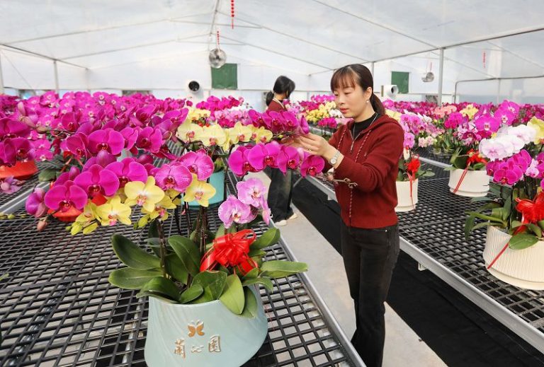 2月15日，工作人員在修整蝴蝶蘭。