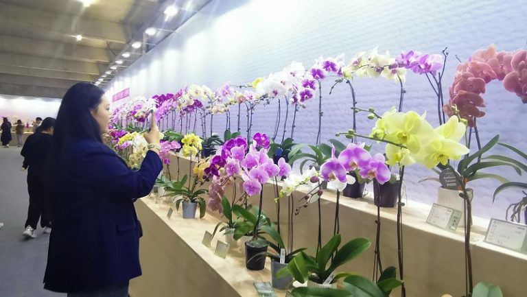 2月18日，2025年福建（漳州）蝴蝶蘭新品種展在漳州高新區開幕。圖為各式各樣的蝴蝶蘭爭奇鬥艷，吸引民眾圍觀拍照。