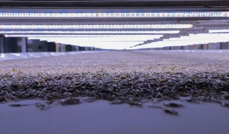 圖為茶青在品品香LED光源萎凋車間進行萎凋。