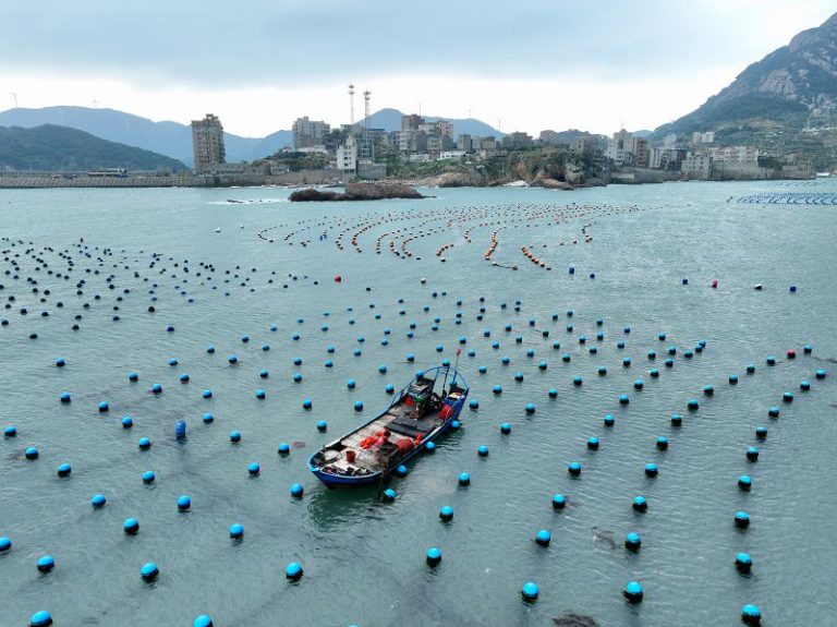 工人在福州市連江縣奇達村海域投喂鮑魚（無人機照片）。