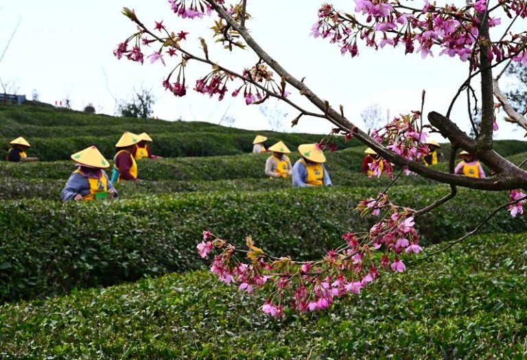 白茶之鄉福建福鼎 綠葉變「金葉」