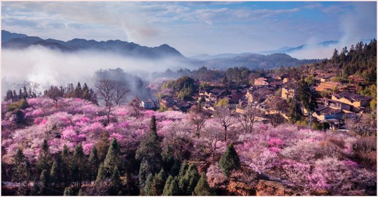 芳院村的梅林。