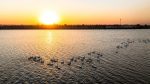遼寧多地迎珍稀候鳥「北歸」高峰 現「鳥浪」奇觀