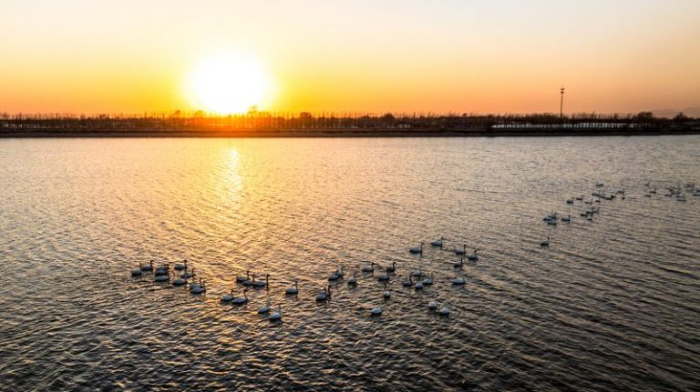 遼寧多地迎珍稀候鳥「北歸」高峰 現「鳥浪」奇觀