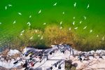 寧夏春意濃 珍稀野生動物打卡「塞上江南」