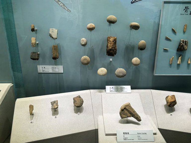 圖為中國考古博物館殼丘頭分館中陳列的石錛、石球等新石器時代文物。