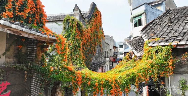 霍童古鎮上的炮仗花肆意綻放