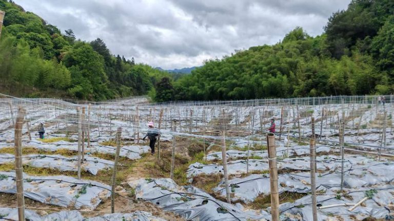 德化楊梅以立體農業打通共同富裕新路子