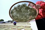 福鼎白茶文化入選全球重要農業文化遺產