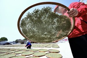 福鼎白茶文化入選全球重要農業文化遺產
