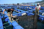 福建連江養殖海鮮大量補位 休漁期海貨不減