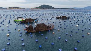 福州連江5億粒夏鮑陸續上市 開啟「豐收盛宴」