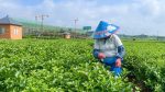 「茉莉之鄉」廣西橫州借力數字智能