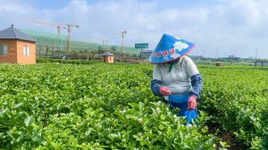 「茉莉之鄉」廣西橫州借力數字智能