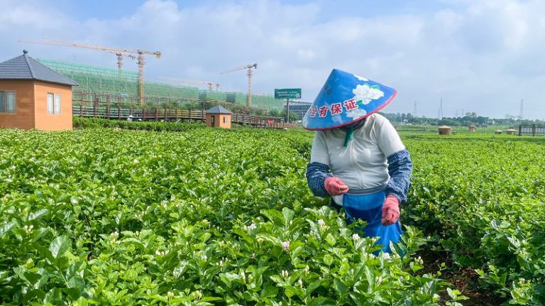 「茉莉之鄉」廣西橫州借力數字智能