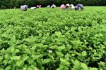 福州茉莉飄香採摘忙
