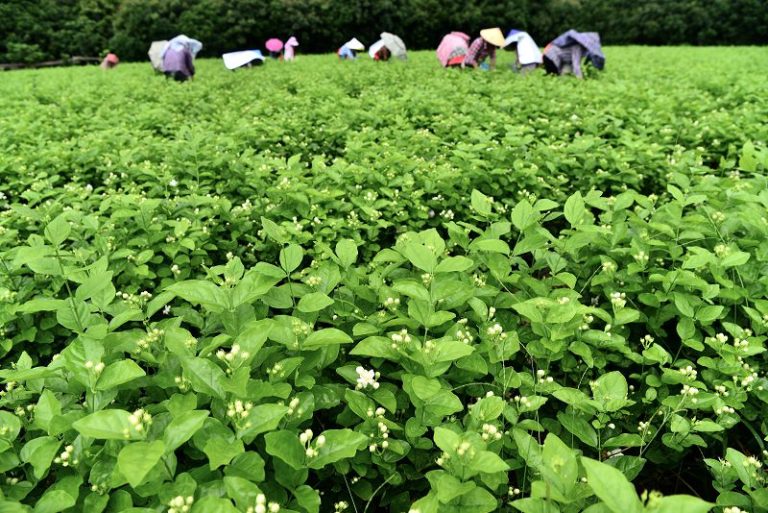 福州茉莉飄香採摘忙