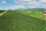 廣西象州古琶茶 老技藝吸引年輕人 促農文旅融合助致富