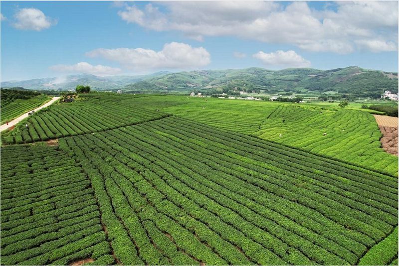 廣西象州古琶茶 老技藝吸引年輕人 促農文旅融合助致富