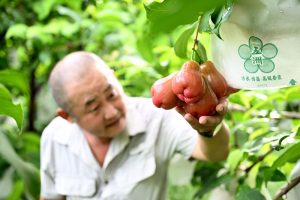 福建漳州 台灣蓮霧豐收果農採收忙