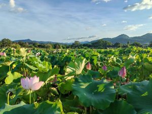 採蓮南塘秋 蓮香滿建寧