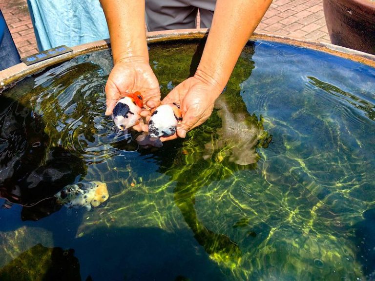 「金魚之鄉」福州閩侯「游」出產業生態鏈