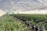 德化縣激活「蘭香經濟」 綻放幸福之花