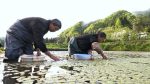 重慶「水中人參」遊向世界