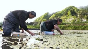 重慶「水中人參」遊向世界