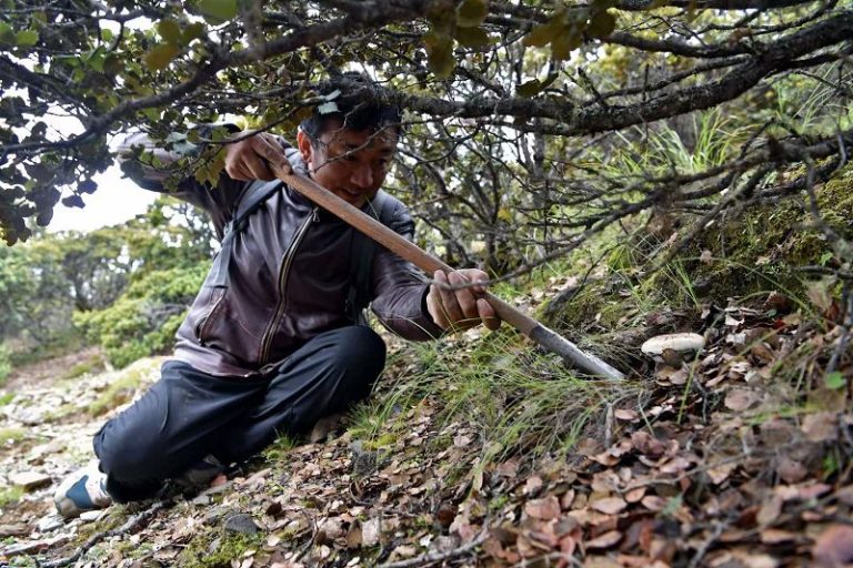 與藏族「松茸獵人」一起尋人間滋味