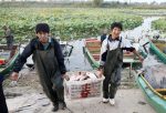 「京津冀最美濕地」衡水湖開湖捕魚