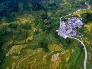 邁向「智慧農業」 福建柘榮種植戶喜豐收