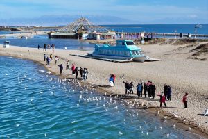 秋染青海湖 水鳥翩躚引客來