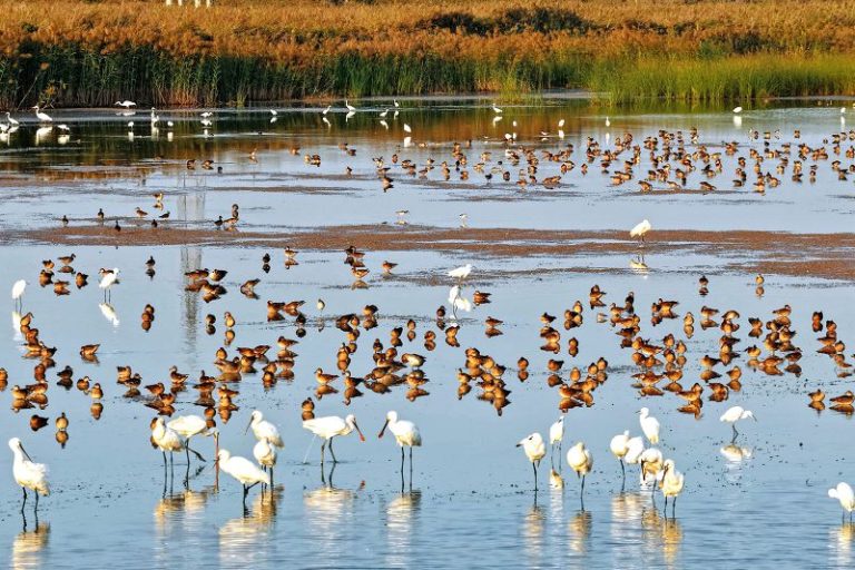 「京津冀最美濕地」按圖識鳥開啟「黃金觀鳥季」