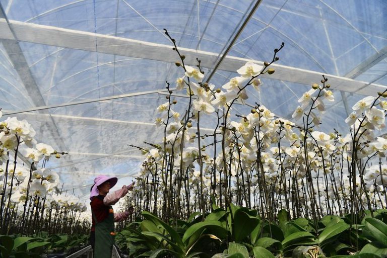 福建永定 蝴蝶蘭小鎮盛開「美麗經濟」